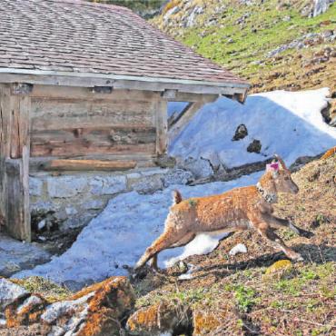 Eine neue Steinwildkolonie auf dem Stockhorn - Eine junge Steingeiss am Stockhorn. FOTO: CHRISTIAN SIEGENTHALER