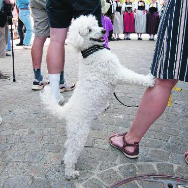 «Kuhlness» in Gstaad - Auch andere Tiere waren herzlich willkommen.