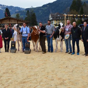 Starke Simmentaler, ausgeglichenes Swiss Fleckvieh und Top-Red-Holstein- und Holsteinkühe