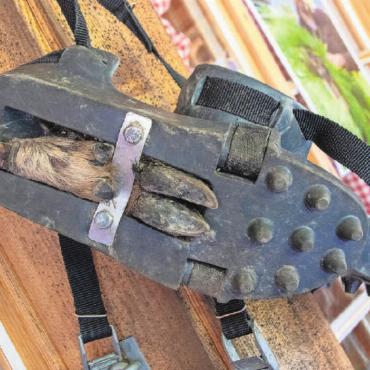 Jagd ist mehr als das Erlegen von Tieren - Fährtenschuh zum Imitieren einer Fährte bei der Schweisshunde-Ausbildung resp. -Übung.