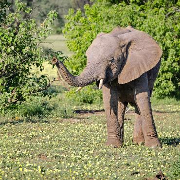 Magisches Botswana mit Gabi Thoenen - Die wunderbare Tierwelt von Südafrika hat so einiges zu bieten.    FOTO: GABI THOENEN