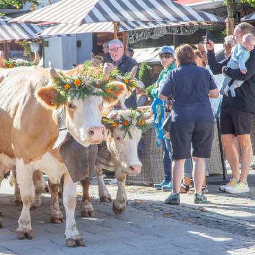 Dankbar für unversehrte Heimkehr - Möschings Kühe bei ihrer Premiere an der Gstaad Züglete.