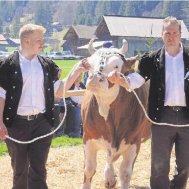 100 Jahre alt und noch so rüstig: der VZV Feutersoey - Der Stier, die halbe Herde, getreu nach diesem Motto kaufte die VZG Feutersoey während 85 Jahren gemeinsam einen Zuchtstier. Auf dem Bild Roger Kohli mit seinem eineinhalbjährigen Stier Marius.