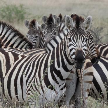 Im Rollstuhl durch die afrikanische Savanne