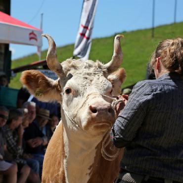 45. Viehsteigerung auf dem Hornberg - Welch prächtige Hörner!