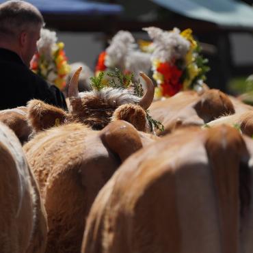 «Kuhlness» in Gstaad