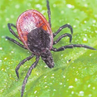 Zecken profitieren von der Klimaerwärmung - Der Gemeine Holzbock, die häufigste europäische Zeckenart. FOTO: ZVG