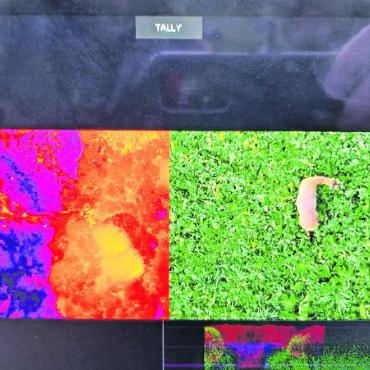 Rückblick Rehkitzrettung 2023 des Jagd- und Wildschutzvereins Saanenland - Blick auf das Drohnendisplay: Links ist das Wärmebild, rechts das Realbild.