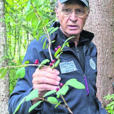 Unterwegs im Wald mit dem Ferienpass - Die rote Heckenkirsche ist giftig und für Menschen ungeniessbar, aber nicht für Tiere.