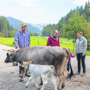 Saanis Familienprogramm auf dem Bauernhof - Das Grauvieh-Kälbchen darf heute zum ersten Mal mit der Mutter auf die Weide. FOTOS: ERICH KÄSER