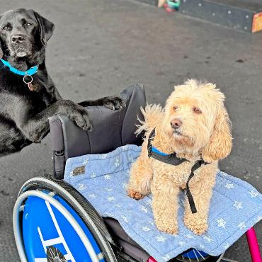 JFK sammelt 13’000 Franken für Blindenführ- und Assistenzhunde - Ein Assistenzhund stellt seine Fähigkeiten unter Beweis und schiebt einen «Hundegast» durch die Kindermenge.