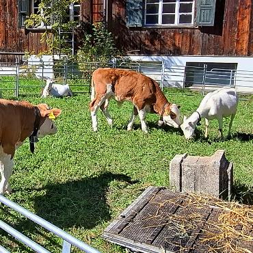 Ein Dorf im Käsefieber: Berner Alpkäsemeisterschaft in Saanen - Kleine Kälbli und «Saanegibeni»  erfreuten nicht nur die kleinen  Marktbesuchen