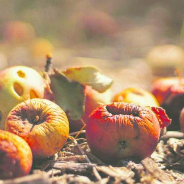 2,8 Tonnen Food Waste jährlich: Was tun wir dagegen? - Vielleicht noch zu Kompott verarbeiten?