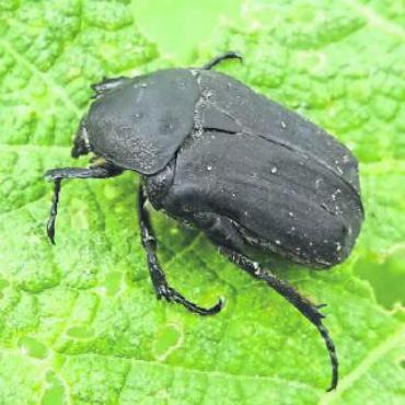 Engerlingproduzenten sind unterwegs - Der schwarze Rosenkäfer.