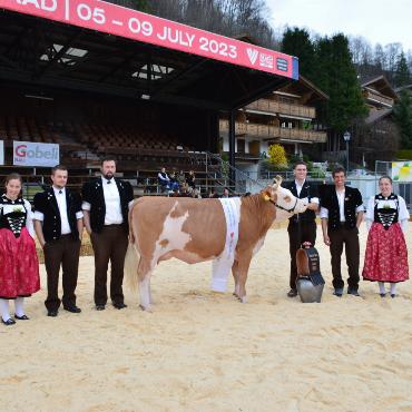 Starke Simmentaler, ausgeglichenes Swiss Fleckvieh und Top-Red-Holstein- und Holsteinkühe