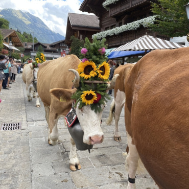 Gstaad Züglete 2022 – ein Erlebnis in jeder Hinsicht - Schön geschmückte Tiere begeisterten die vielen Schaulustigen.   (Fotos: AvS)