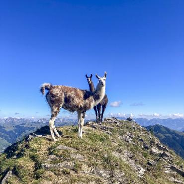 Obacht: Benji und Ari wachen über ihre Herde ...