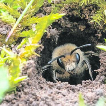 Weltbienentag am 20. Mai: Jede Blüte zählt - Rund 75 Prozent der Wildbienen nisten im Boden. Für sie sind Insektenhotels wertlos. FOTO: BIENENSCHWEIZ