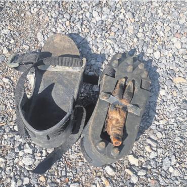 Der Schweisshund – Jagdhund mit Spezialisierung - Die Fährtenschuhe: mit einem Riemen kann der Lauf eines Wildtiers in die Sohle eingespannt und so die Tierfährte imitiert werden. FOTO: JENNY STERCHI
