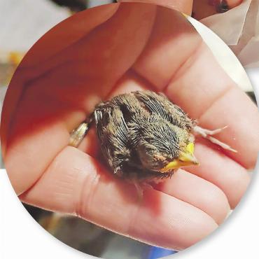 Stauffers Vogelstation im Oberland – und ihr abruptes Ende