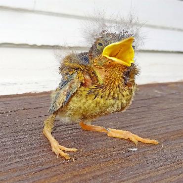 Das Rotkehlchen ist Vogel des Jahres 2025 - Junges Rotkehlchen, welches das Nest zu früh verlassen hat und so leicht umherstreichenden Katzen zum Opfer fällt.