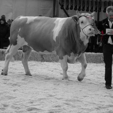 Starke Simmentaler, ausgeglichenes Swiss Fleckvieh und Top-Red-Holstein- und Holsteinkühe