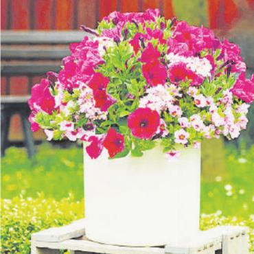 Saisoneröffnung «Beet-Balkon» bei Blumen Stricker - Die Beet- und Balkonsaison bei Blumen Stricker ist eröffnet! FOTO: ZVG