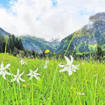 LESERBILDER - «Blick am Morgen: weisse Narzissen, im Hintergrund Gälten- und Tungelschuss, die viel Wasser bringen», schreibt unsere Leserin Barbara Perreten zu ihrem Foto, aufgenommen am 30. Mai 2024. FOTO: BARBARA PERRETEN, LAUENEN