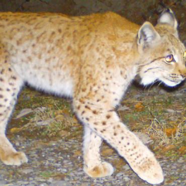 Ungewöhnlich – aber nicht abnormal - Ein Luchs tappte in eine Fotofalle der KORA. FOTO: KORA