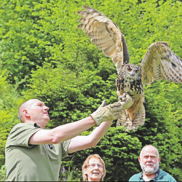 Stauffers Vogelstation im Oberland – und ihr abruptes Ende - Ein Uhu wird ausgewildert. Mit Wildhüter Kurt Schweizer (links), Verena Stauffer und Tierarzt Andreas Küttel.
