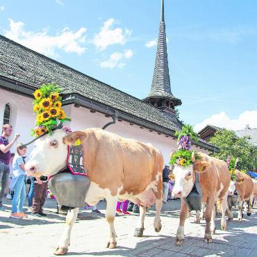 Von der Alp ins Dorf: Fotostrecke Gstaad Züglete 2023 - Stolz traben die Kühe durch die Promenade, geschmückt mit kunstvollen Blumengestecken. FOTOS: JOCELYNE PAGE
