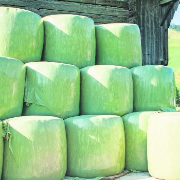 Regenwetter setzte den Landwirten zu - Siloballen: Silage kann bei kurzen Schönwetterperioden helfen, wenigstens etwas Futter zu ernten. Allerdings darf Silofutter nicht in jedem Betrieb verfüttert werden. FOTO: KEREM MAURER