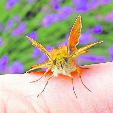 Ein seltener Gast - (Oben) Ein naher Verwandter und viel häufiger anzutreffen ist der Braunkolbige Braun-Dickkopffalter (Thymelicus sylvestris).