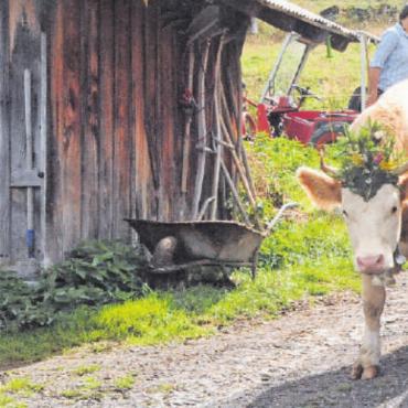 Gstaad Züglete 2022 – ein Publikumsmagnet - Kann losgehen: Moosmanns Gustis sind bereit zum Abmarsch.