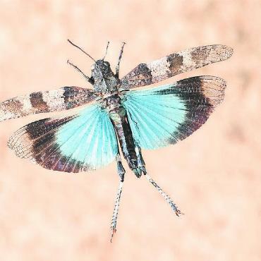 Die Blauflügelige Ödlandschrecke ist das Tier des Jahres - Die kräftig blau gefärbten Flügel mit deutlichen schwarzen Querbinden machen das Tier des Jahres 2023 unverwechselbar. FOTO: «BLICKWINKEL»/F. PERSEKE