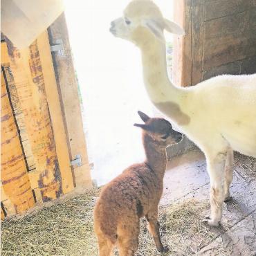 LESERBILDER - Am Montag, 15. August kam Brownie zur Welt. Das Alpakababy (Cria) ist putzmunter und muss im Moment mit der Flasche aufgezogen werden. Mutter Sina ist wohlauf. FOTO: WALTER UND ERIKA MÜLLER