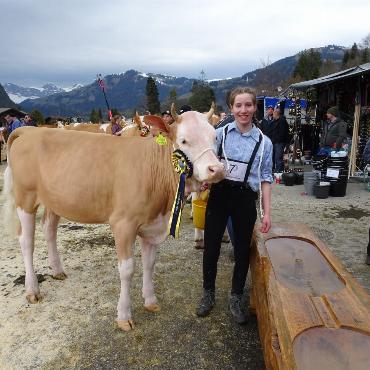 Starke Simmentaler, ausgeglichenes Swiss Fleckvieh und Top-Red-Holstein- und Holsteinkühe