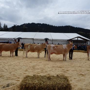 Starke Simmentaler, ausgeglichenes Swiss Fleckvieh und Top-Red-Holstein- und Holsteinkühe
