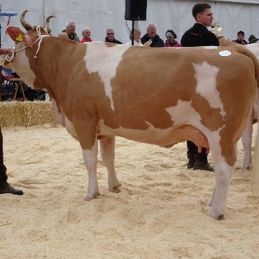 Starke Simmentaler, ausgeglichenes Swiss Fleckvieh und Top-Red-Holstein- und Holsteinkühe