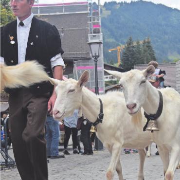 Gstaad Züglete 2022 – ein Publikumsmagnet - Mathias von Siebenthal, begleitet von seinen wunderschönen Saanengeissen. FOTO: LUCA DIAMANTE