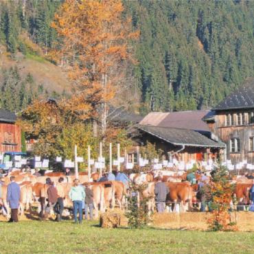 Jubiläumsschau «100 Jahre VZV Feutersoey» - Feutersoey hofft auf schönes Frühlingswetter: Dort, wo der VZV Feutersoey 2016 die Topschau organisierte, findet mit einem Jahr Verspätung die 100-Jahr-Feier statt. FOTO: ZVG