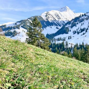 LESERBILD - «Die Natur ist etwas überfordert mit diesem warmen Vorwinterwetter – und wir vielleicht auch!», schreibt unser Leser Emanuel Perreten zu seinem Bild, aufgenommen in der Bortvorschess mit Gifer im Hintergrund. FOTO: EMANUEL PERRETEN, GSTAAD
