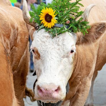 9. Gstaad Züglete - Am Samstag, 31. August findet die neunte Gstaad Züglete statt. FOTO: ARCHIV AVS/JOCELYNE PAGE