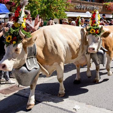 Persönliches Highlight 2025: Mehr Kühe als Menschen - Die Kühe der Züglete gehen samt Treicheln und Kopfschmuck gemächlich durch die Promenade. FOTO: SONJA WOLF