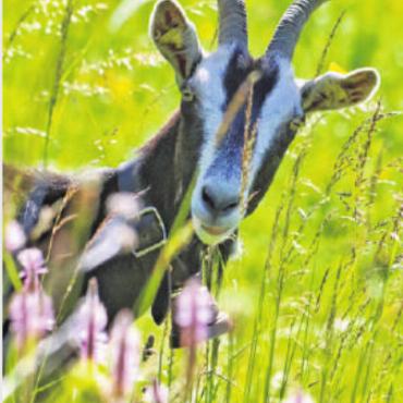 Ein Sommertag im Abländschner Tal