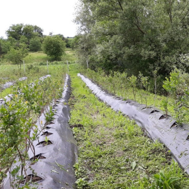 Die Vergabe von Mikrokrediten ist das Hauptziel - Die Heidelbeerplantage ist eines der Projekte, das der Verein Partnerschaft Siebenbürgen-Saanenland mit einem Mikrokredit möglich gemacht hat.  (Foto: ZVG)