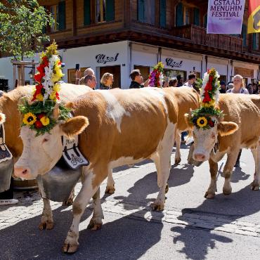 Zehn Jahre Züglete: Gstaad feiert Tradition mit Herz - Die Kühe trotten brav hinter ihren Landwirten her. FOTO: SONJA WOLF
