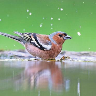 Vögel und die Hitze - Ab ins kühle Nass! Wie wir Menschen nehmen Vögel bei diesen Temperaturen gerne ein Bad. Um die Hygiene zu gewährleisten, ist es wichtig, das Wasser mindestens einmal täglich zu wechseln. FOTO: MARCEL BURKHARDT