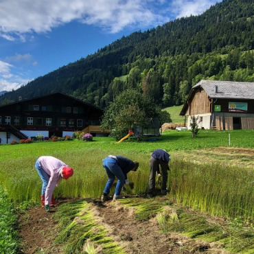 Der Bergflachs ist nach harter Arbeit gerauft