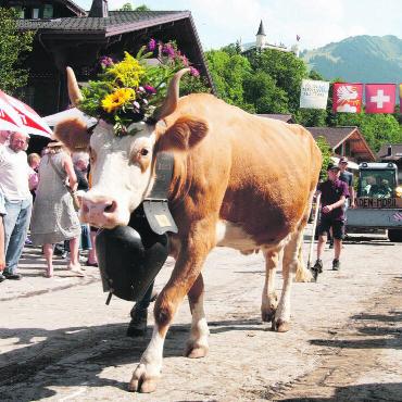 «Kuhlness» in Gstaad - Stolz trägt sie ihren Kopfschmuck